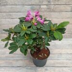 Рододендрон Грандифлора 4л ИМПОРТ