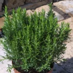 Розмарин кассета