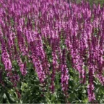 Шалфей (Сальвия) Апекс Пинк d12