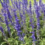 Шалфей (Сальвия) мучнистый Саллифан Дип Ошен(Дип Океан) "Deep Ocean" d12