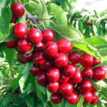 Черешня Колоновидная Сабрина 15л