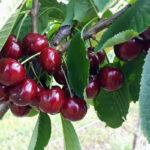 Черешня Карликовая Карина 7-7,5л