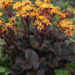 Бузульник (d19) 3л