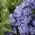 Сирень Аукубафолия "Aucubaefolia" d9-10