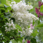 Сирень Иней "Iney" 3л