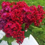 Сирень Красная Москва "Krasnaya Moskva" 3л