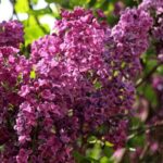 Сирень Сумерки "Symerki" 3л