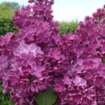 Сирень Знамя Ленина "Znamya Lenina" 3л