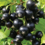 Смородина черная Сеянец Софьи 3л