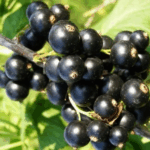 Смородина черная Вымпел 5л