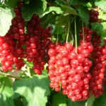 Смородина красная Уральские зори 5л — изображение 3