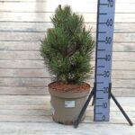 Сосна белокорая Малинки d28 (10л)