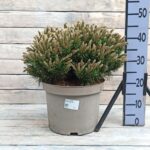 Сосна горная Бенджамин (Бенжамин) "Benjamin" d28-29 (10л)