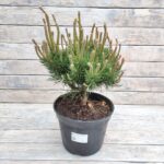 Сосна горная Лаурин d23