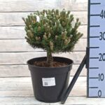 Сосна горная Шервуд Компакт d23