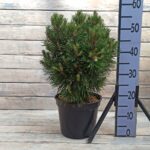 Сосна горная Варелла d23