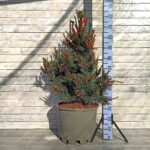 Сосна мелкоцветковая Бонни Берман 40л