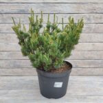 Сосна мелкоцветковая Кусо Дама d28