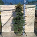 Сосна мелкоцветковая Негиши 40л