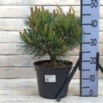 Сосна обыкновенная Шантри (Чантли) Блю d23