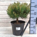 Сосна обыкновенная Сандрингхэм d23