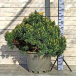 Сосна Веймутова Крюгер Лилипут d45 (40 л)