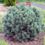 Сосна обыкновенная Мартам 40-50л