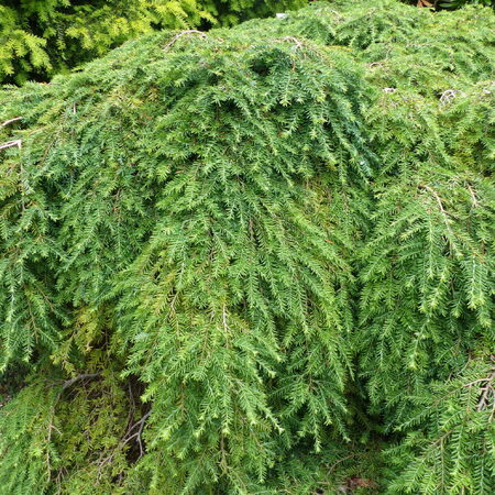 tsuga-kanadskaja-grin-glob-green-globe Тсуга канадская Грин Глоб d17 — изображение 1