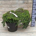 Тсуга канадская Коулс Прострэйт d19