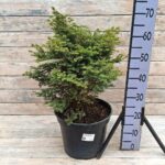 Тсуга канадская миниатюрная d28 (10л)