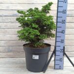 Тсуга канадская Минута d32