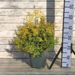 Туя западная Ред Чиф d21