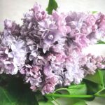 Сирень Валентин Серов "Valentin Serov" 3л