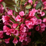 Вейгела Александра "Alexandra" d17 (2л) ИМПОРТ