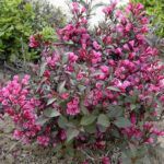 Вейгела цветущая Нана Пурпуреа 2л