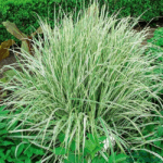 Вейник остроцветковый Овердам "Overdam" d9-10