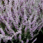 Вереск Сильвер Кнайт "Silver Knight" d9-10