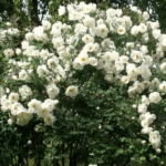 Роза колючейшая (бедренцеволистная) "Rose pimpinellifolia" 5л