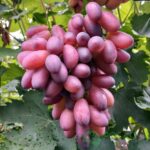 Виноград Ася 3л