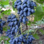 Виноград Атос (Бонд) 2л