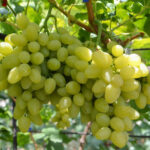 Виноград Бажена 3л