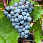 Виноград Голубок Шарова