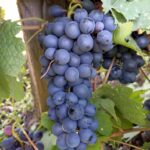 Виноград Гранатовый Магарача 2л