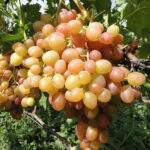 Виноград Хамелеон 0,8л