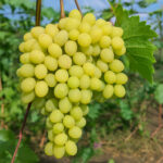 Виноград Кишмиш Алекс 2л