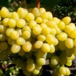 Виноград Надежда Аксайская 0,8л