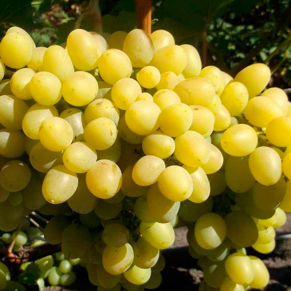 Виноград Надежда Аксайская Виноград Надежда Аксайская 0,8л — изображение 1