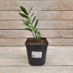 Замиокулькас d17 (2л)