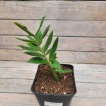 Замиокулькас d17 (2л) — изображение 2