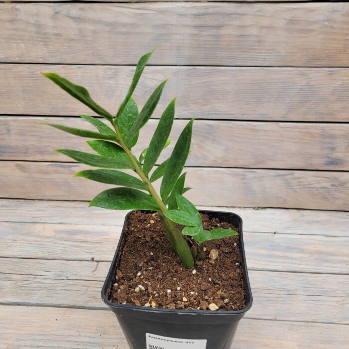 Замиокулькас d17 (2л) — изображение 2